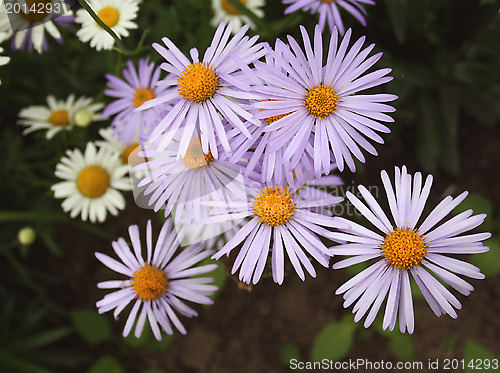 Image of summer fine flowers of our planet