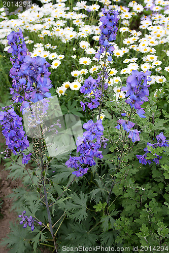 Image of summer fine flowers of our planet