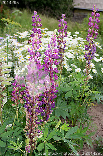 Image of summer fine flowers of our planet