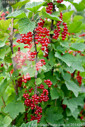 Image of Red currant