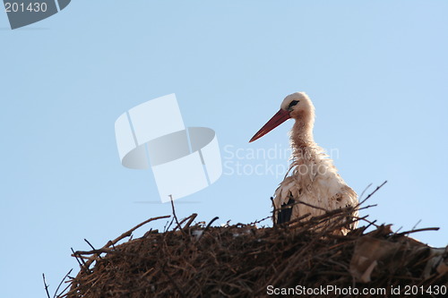 Image of Stork