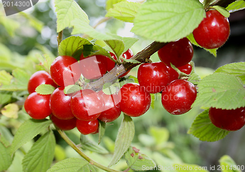 Image of branch of cherry red