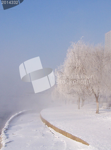 Image of Alley in the park with trees in the frost.