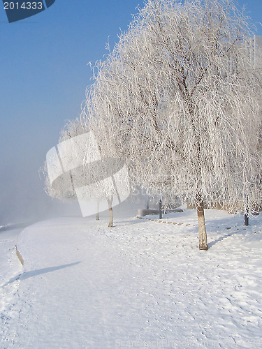 Image of Alley in the park with trees in the frost.