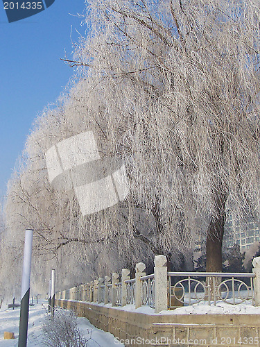 Image of Alley in the park with trees in the frost.