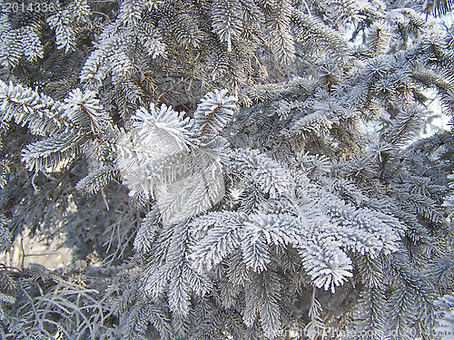 Image of The branches of the spruce in frost.