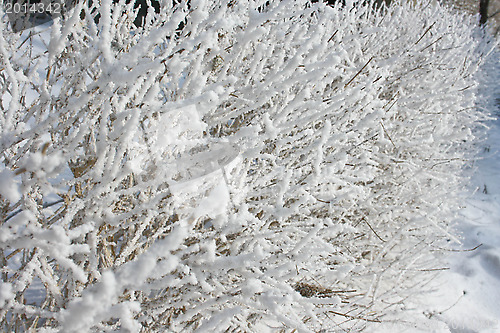 Image of The trees in the frost