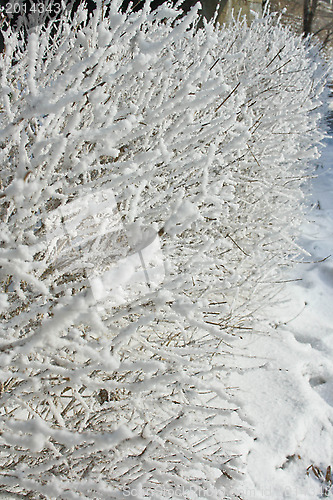Image of The trees in the frost