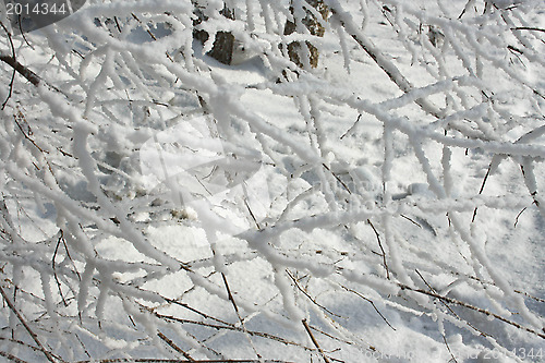 Image of The trees in the frost