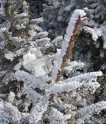 Image of The branches of the spruce in frost.