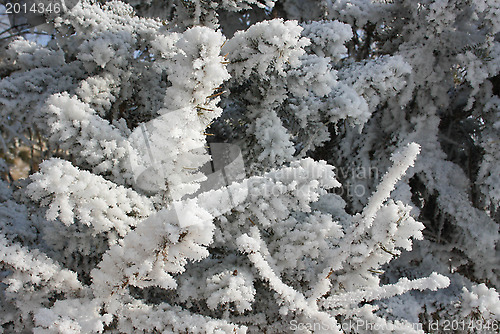 Image of The branches of the spruce in frost.