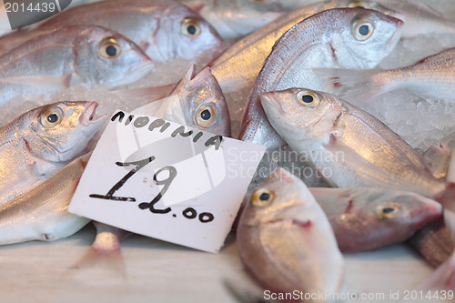 Image of Fish at Aegina market