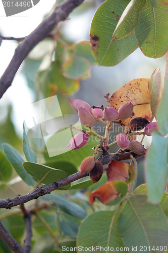 Image of Pistachios growing on a tree
