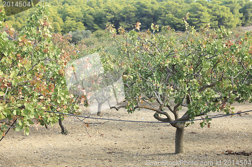 Image of Pistachio grove