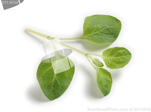 Image of Sprig of oregano