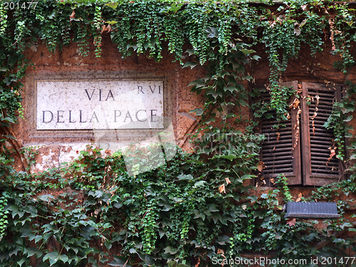 Image of Ivy or vine covered wall in Rome