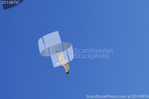 Image of Seagull hover in clear blue sky