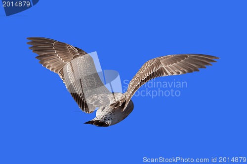 Image of Flying seagull