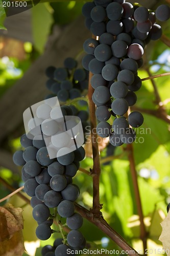 Image of Grape.