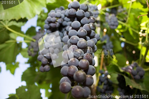 Image of Grape.