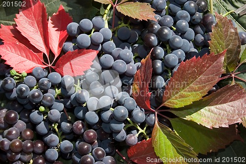 Image of Grape.