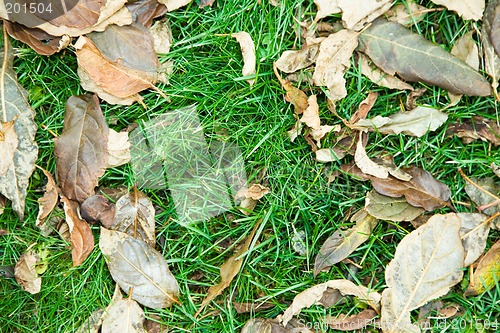 Image of Green grass and fallen leaves