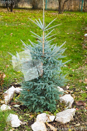 Image of Blue fir