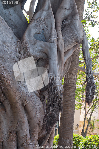 Image of Heart shape in ficus trunk in Cadiz