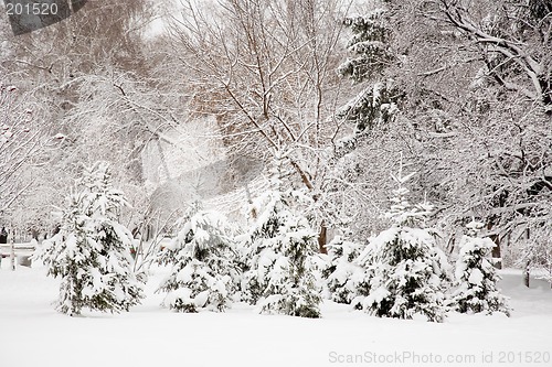 Image of After snowstorm