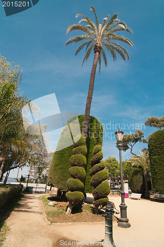 Image of Palm trees and conifers in Cadiz