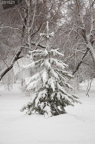 Image of After snowstorm