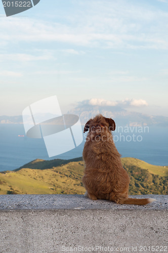 Image of Lonely dog watching on Gibraltar