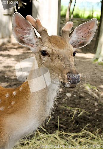 Image of Young deer - one year.