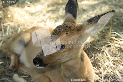 Image of Young deer. Was born one month ago.