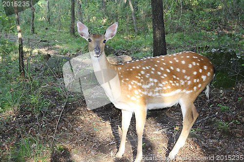 Image of Female of a spotty deer in wood.