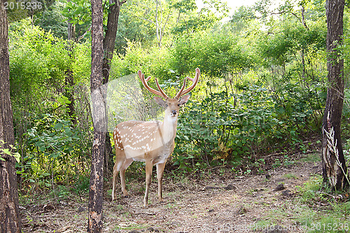 Image of Graceful animal - a spotty deer with the big horns.