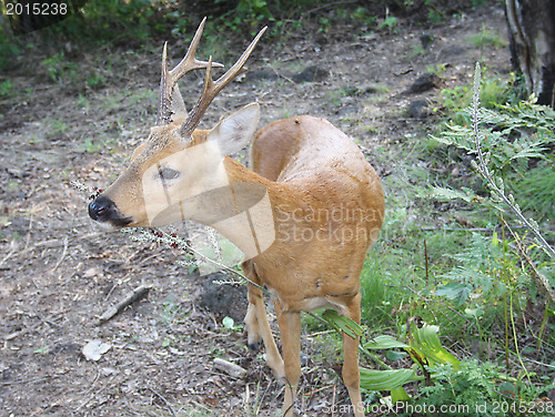 Image of Russia. A taiga. An animal - a wood goat