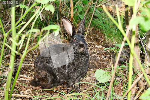 Image of Hare. Dense wood - the house for a hare.