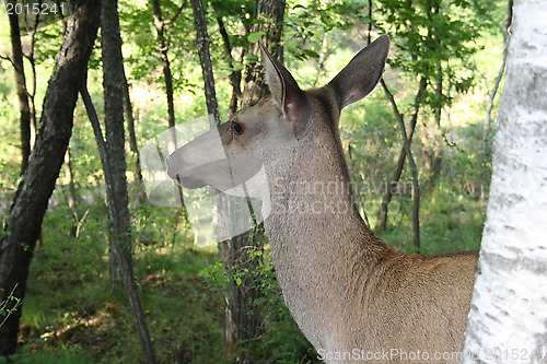 Image of Large animal - a version of a deer (a wood cow).