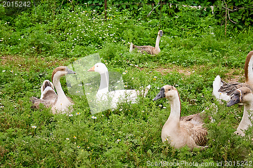 Image of The flight of house geese has a rest.