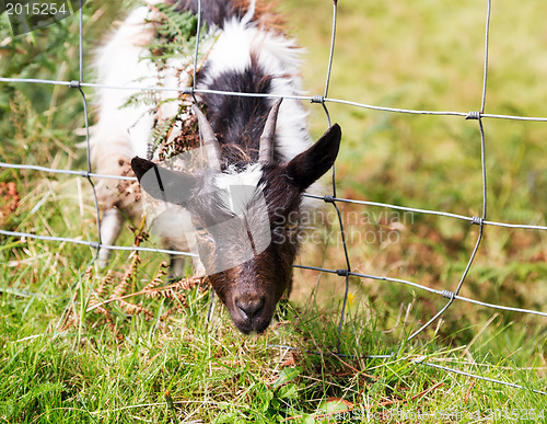 Image of Head of lamb or sheep stuck in wire fence