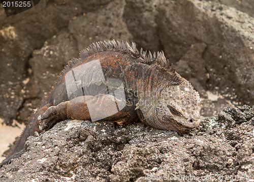 Image of Galapagos marine iguana on volcanic rocks