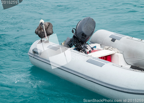 Image of Galapagos Pelican sitting on inflatable raft