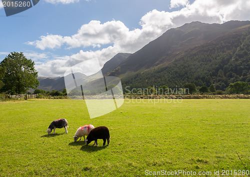 Image of Sheep graze near Buttermere Lake District