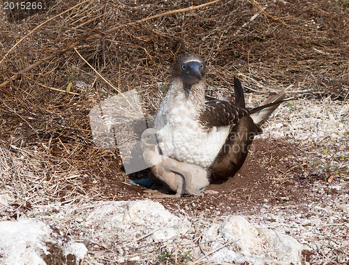 Image of Curious blue footed booby seabird and chick