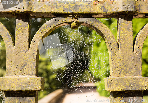 Image of Dew glistening cobweb on gate