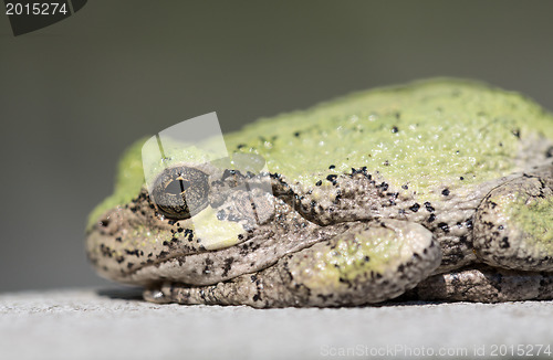 Image of Narrow focus on eye of bullfrog or frog