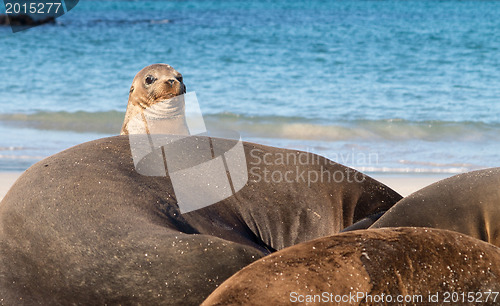 Image of Small baby seal among others on beach