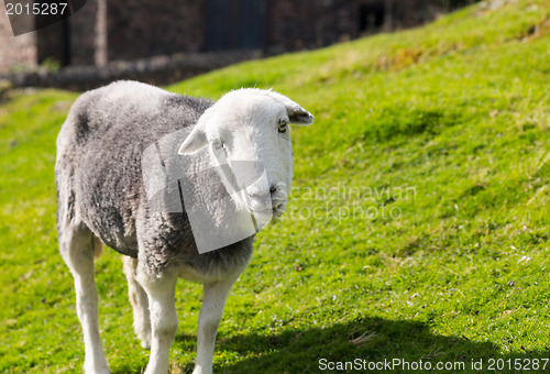 Image of Sheep curious stare at camera