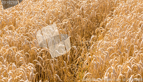 Image of Ears of corn in fields of England